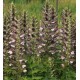 Akantas (Acanthus molis)