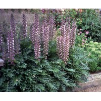 Akantas (Acanthus molis)