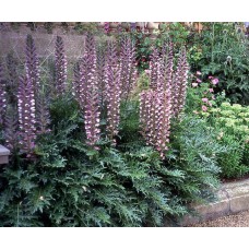Akantas (Acanthus molis)