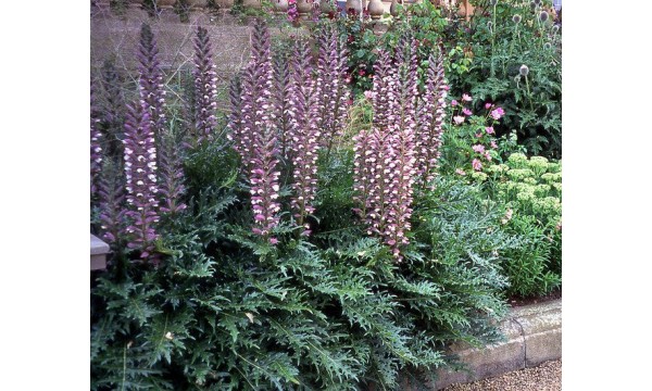 Akantas (Acanthus molis)