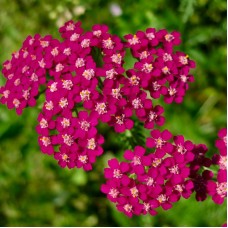 Kraujažolė (Achillea) Desert Eve Deep rose