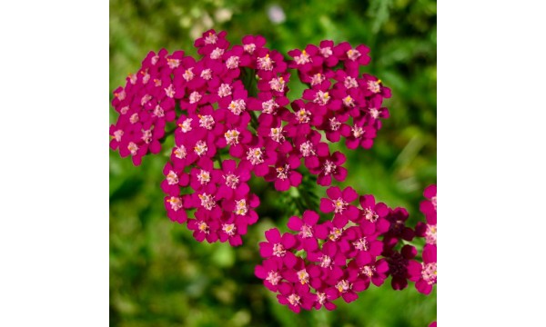 Kraujažolė (Achillea) Desert Eve Deep rose