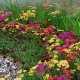 Kraujažolė (Achillea) Desert Eve Deep rose