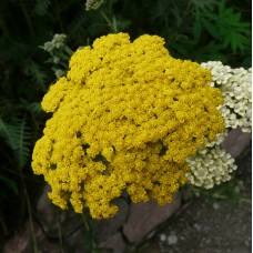 Kraujažolė (Achillea) Parker's variety