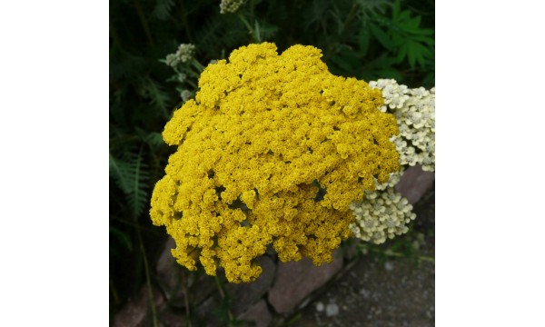 Kraujažolė (Achillea) Parker's variety