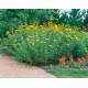 Kraujažolė (Achillea) Parker's variety