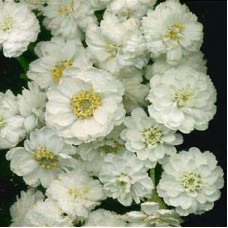 Kraujažolė čiaudulinė (Achillea) Nana compacta Kraujažolė čiaudulinė (Achillea) Nana compacta