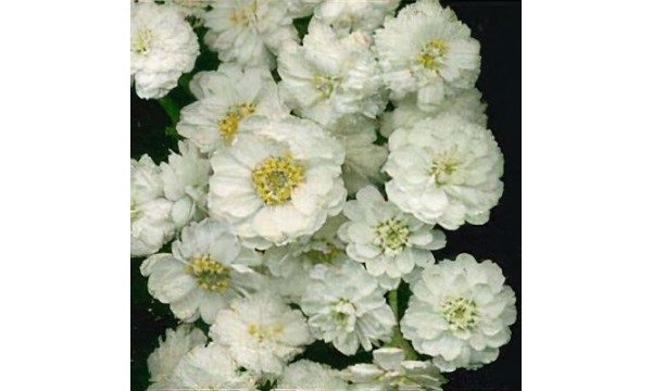 Kraujažolė čiaudulinė (Achillea) Nana compacta Kraujažolė čiaudulinė (Achillea) Nana compacta