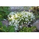 Kalninė smiltė (Arenaria) Blizzard