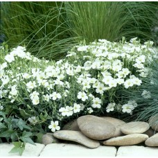 Kalninė smiltė (Arenaria) Blizzard