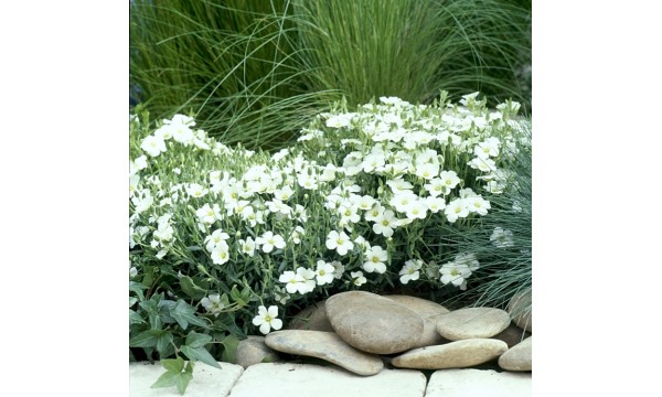 Kalninė smiltė (Arenaria) Blizzard
