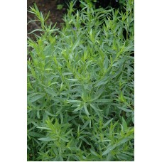 Peletrūnas/vaistinis kietis (Artemisia dranunculus)