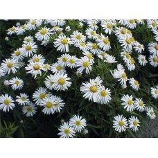 Astras krūminis (Aster dumosus) Apollo