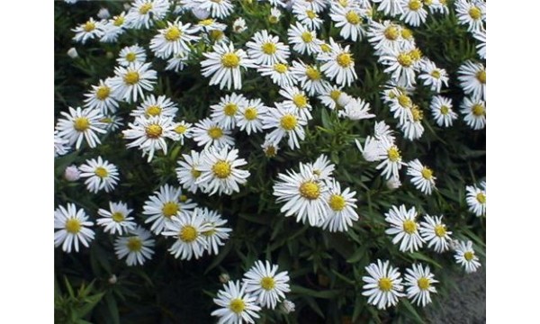 Astras krūminis (Aster dumosus) Apollo Astras krūminis (Aster dumosus) Apollo