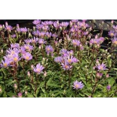 Astras šiurkštusis (Aster radula) August sky