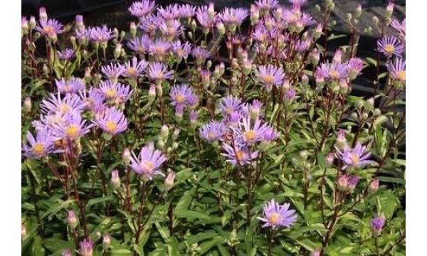 Astras šiurkštusis (Aster radula) August sky