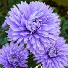 Astras virgininis (Aster novi belgii) Marie Ballard