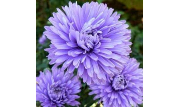 Astras virgininis (Aster novi belgii) Marie Ballard