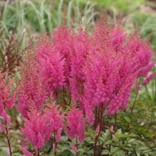 Astilbė (Astilbe) Gloria purpurea