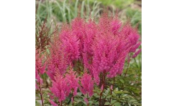 Astilbė (Astilbe) Gloria purpurea