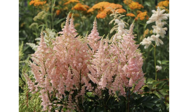 Astilbė (Astilbe japonica) Younique Salmon