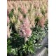 Astilbė (Astilbe japonica) Younique Salmon