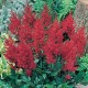 Astilbė (Astilbe japonica) Red Sentinel