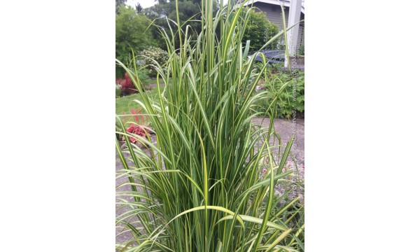 Lendrūnas (Calamagrostis) England Lendrūnas (Calamagrostis) England