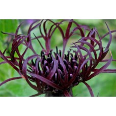Bajorė (Centaurea) Black Sprite