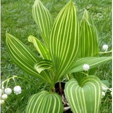 Pakalnutė (Convalaria) Polish beauty