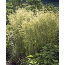 Šluotsmilgė (Deschampsia) Goldschleier