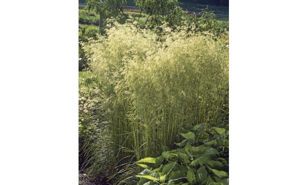 Šluotsmilgė (Deschampsia) Goldschleier Šluotsmilgė (Deschampsia) Goldschleier