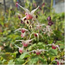 Epimedis (Epimedium) Domino Epimedis (Epimedium) Domino