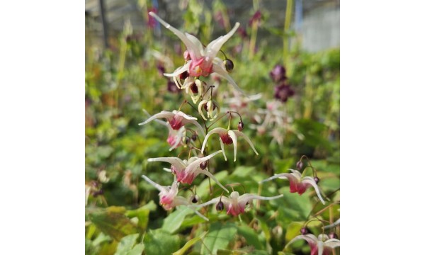 Epimedis (Epimedium) Domino Epimedis (Epimedium) Domino