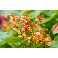 Epimedis (Epimedium) Orangekonigin