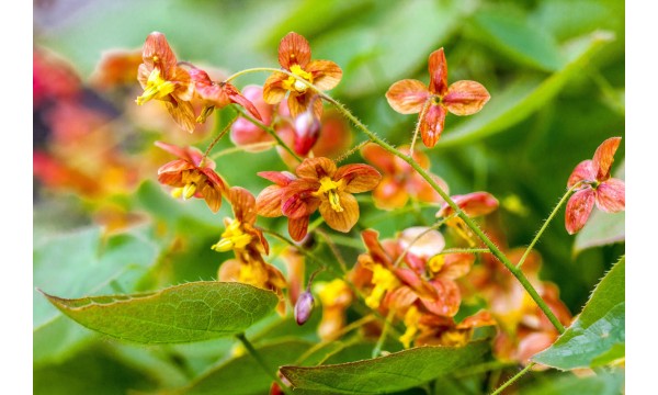 Epimedis (Epimedium) Orangekonigin Epimedis (Epimedium) Orangekonigin