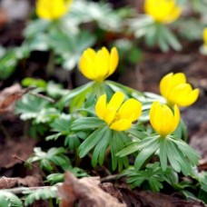 Erantis (Eranthis cilicica) 
