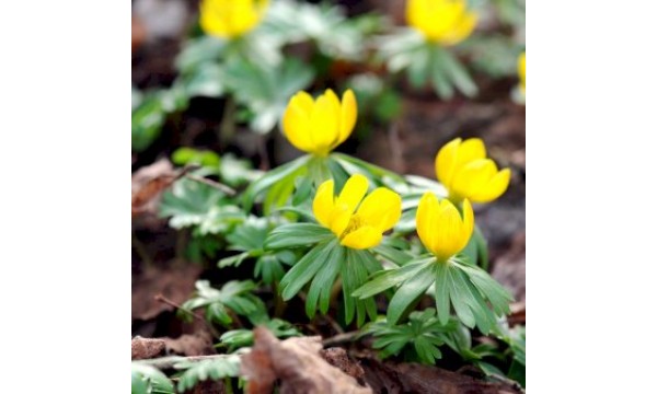 Erantis (Erantis cilicica) Erantis (Erantis cilicica)