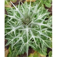 Zunda įvairialapė (Eryngium variifolium) Zunda įvairialapė (Eryngium variifolium)