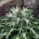 Zunda įvairialapė (Eryngium variifolium) 