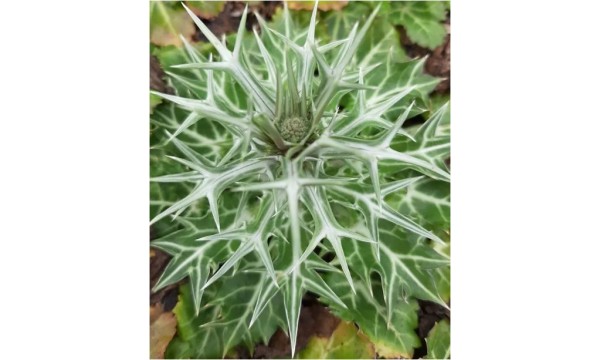 Zunda įvairialapė (Eryngium variifolium) 