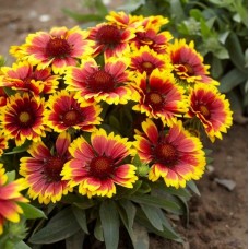 Gailiardija  (Gaillardia)  Arisona sun
