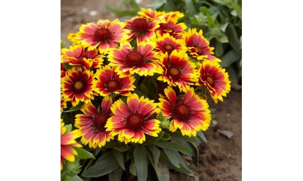 Gailiardija  (Gaillardia)  Arisona sun