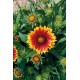 Gailiardija  (Gaillardia)  Arisona sun