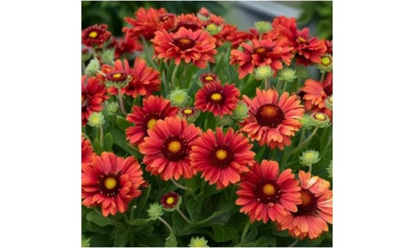 Gailiardija  (Gaillardia)  Guapa red