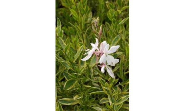 Gaura (Gaura lindheimeri) Corrie's gold