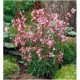 Gaura (Gaura lindheimeri) Cherry brandy