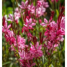 Gaura (Gaura lindheimeri) Cherry brandy