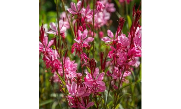 Gaura (Gaura lindheimeri) Cherry brandy