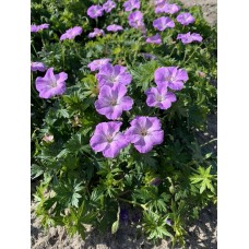 Snaputis (Geranium) Frivolius lilac
